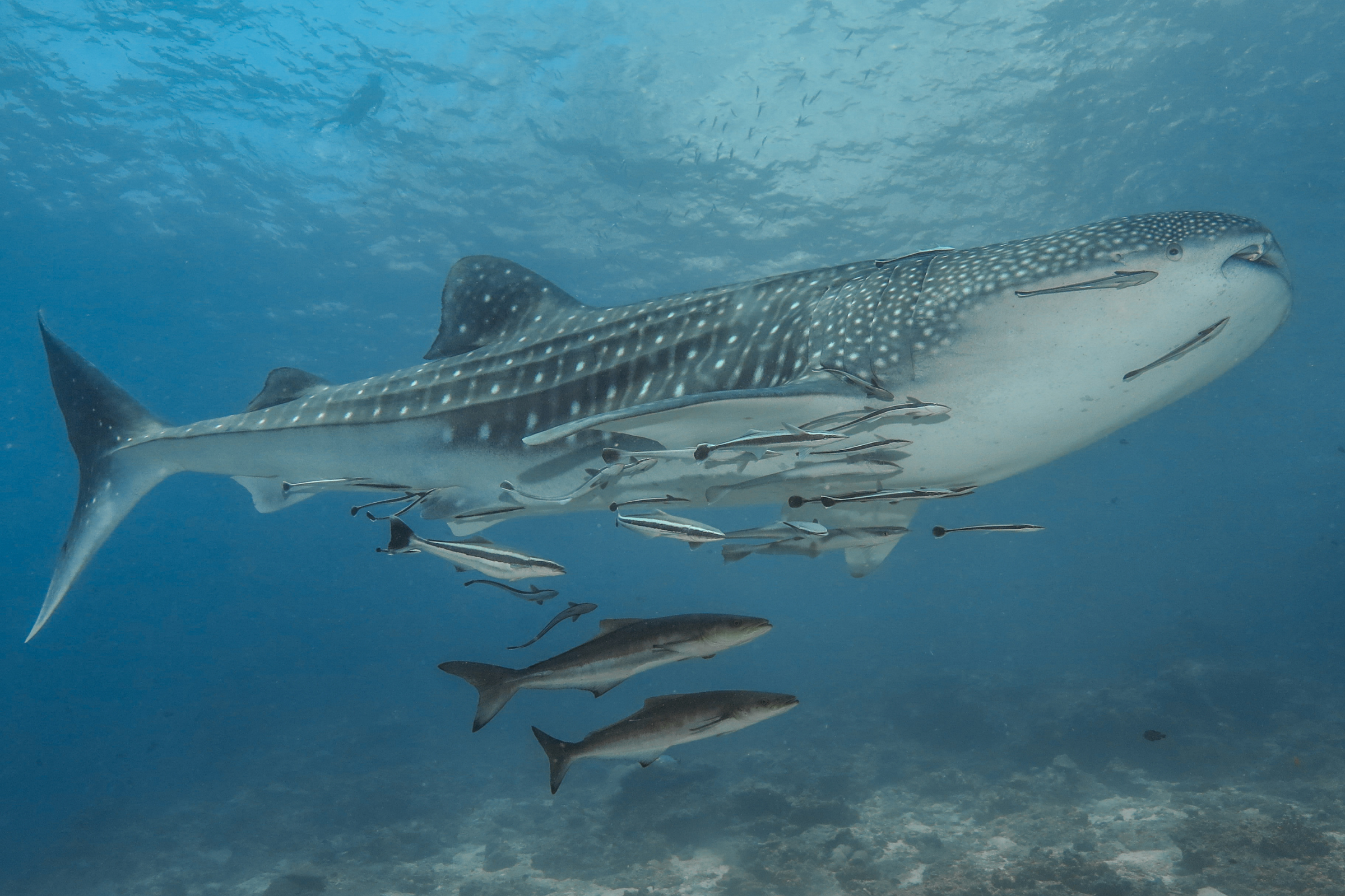 cobia (3).webp